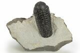 Detailed Austerops Trilobite - Nice Eye Facets #311071-3